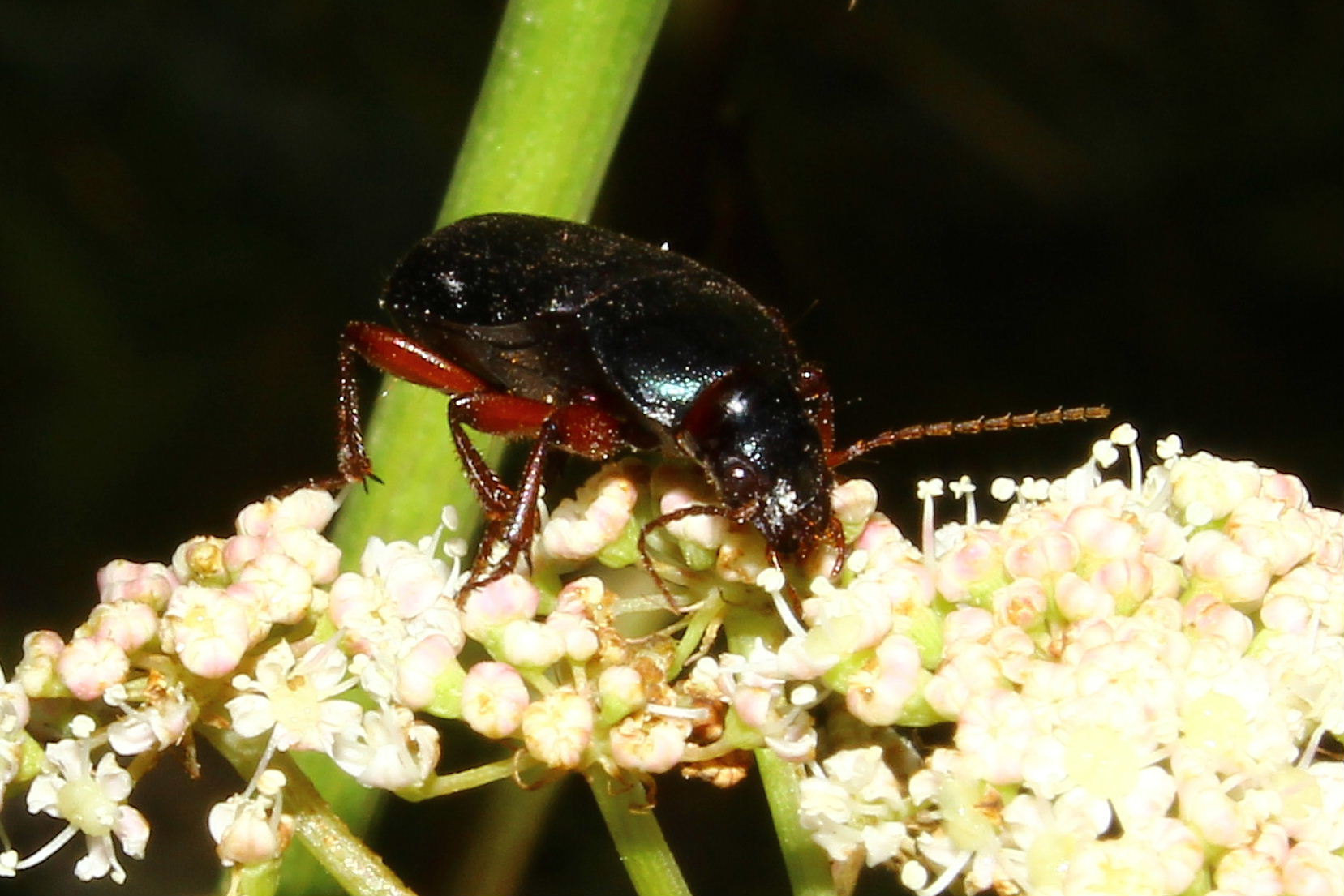 Coleoptera da determinare-5  Ophonus stictus (cf.)